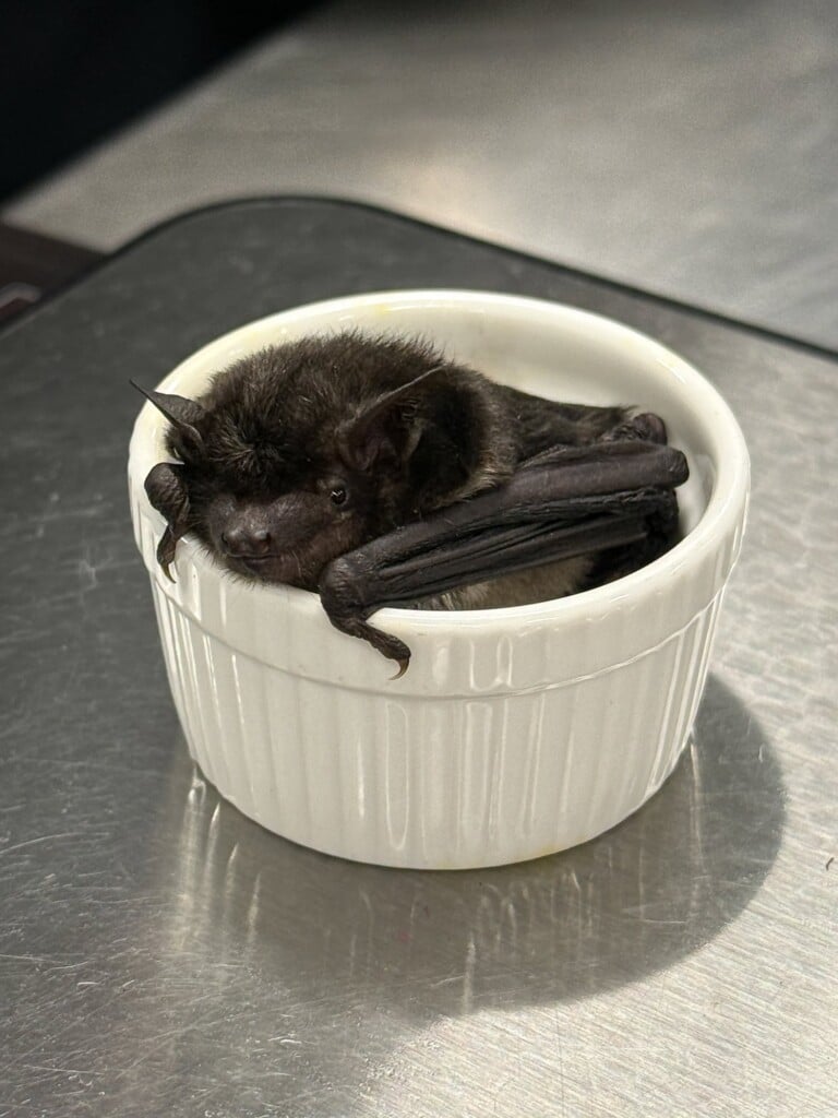 Bat In Omaha