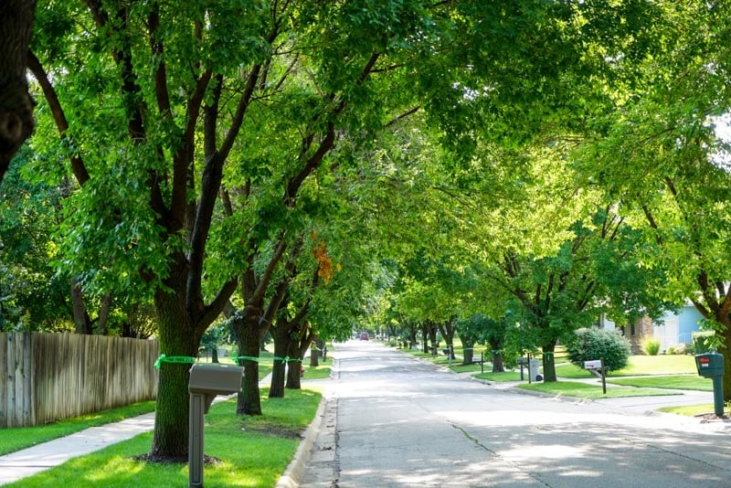 Lincoln Trees
