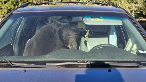 Hungry Black Bears Are Running Into Trouble In The Rocky Mountains