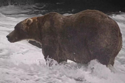 The Final Showdown Of Alaska’s Fat Bear Week Comes Down To Heavyweights Bear 910 And Backpack