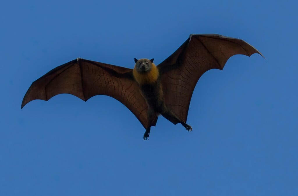 Black bat flying through sky