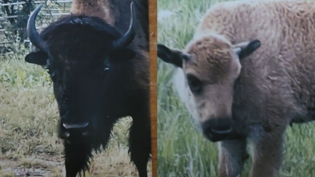 Two bison
