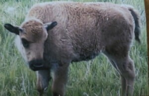 Bison 3