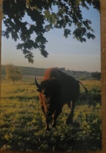 Bison 2