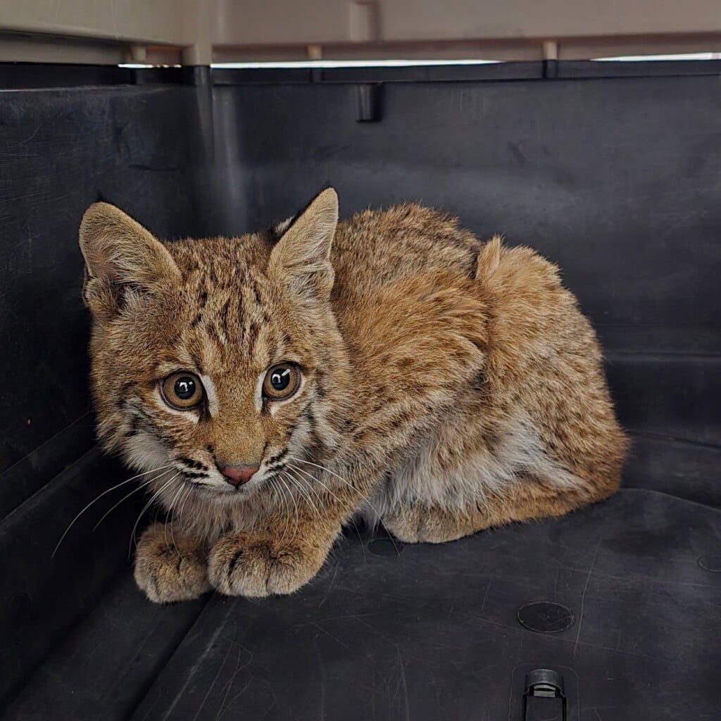 Bobcat
