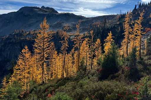 Agriculture Secretary Says Agency Is “full Bore Ahead” On Forest Service Reorganization