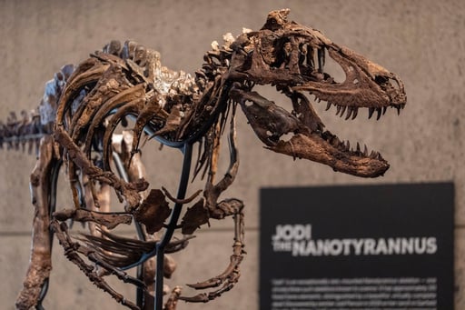A Dinosaur Fossil That Looks Like A Mini T. Rex Just Sold For A Giant $47 Million