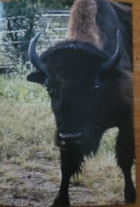 Bison 1