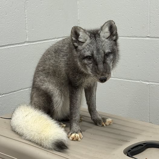 Arctic Fox