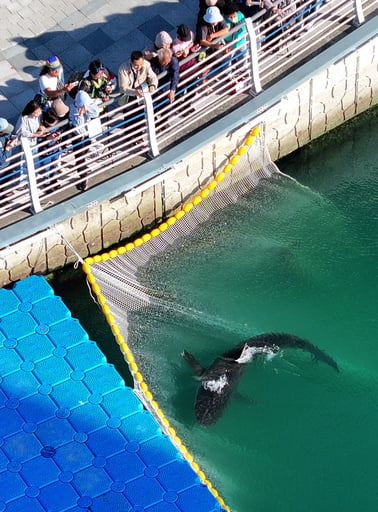 South Korean Officials Free A Shark Trapped For A Month In Busan Canal