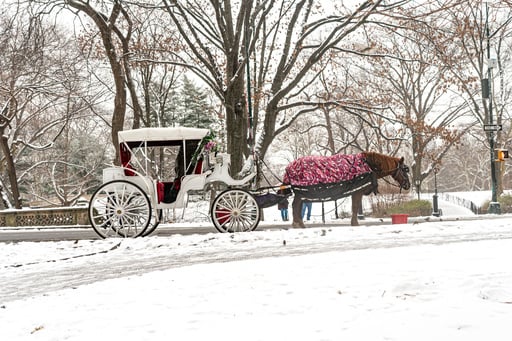 New York To Ban Central Park’s Horse Drawn Carriages After Teen’s Death