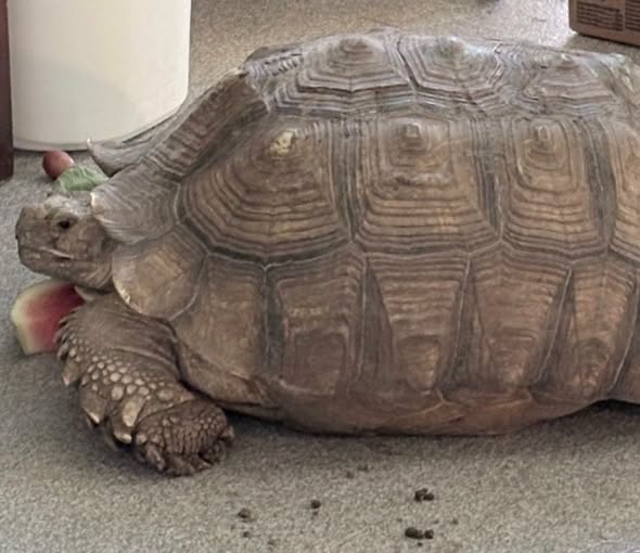 Lucy the sulcata tortoise