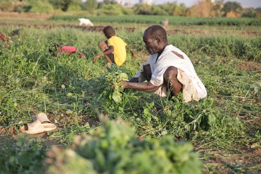 Sudan’s Famine Risk Worsened By Conflict, Drought And Funding Shortages, Report Says