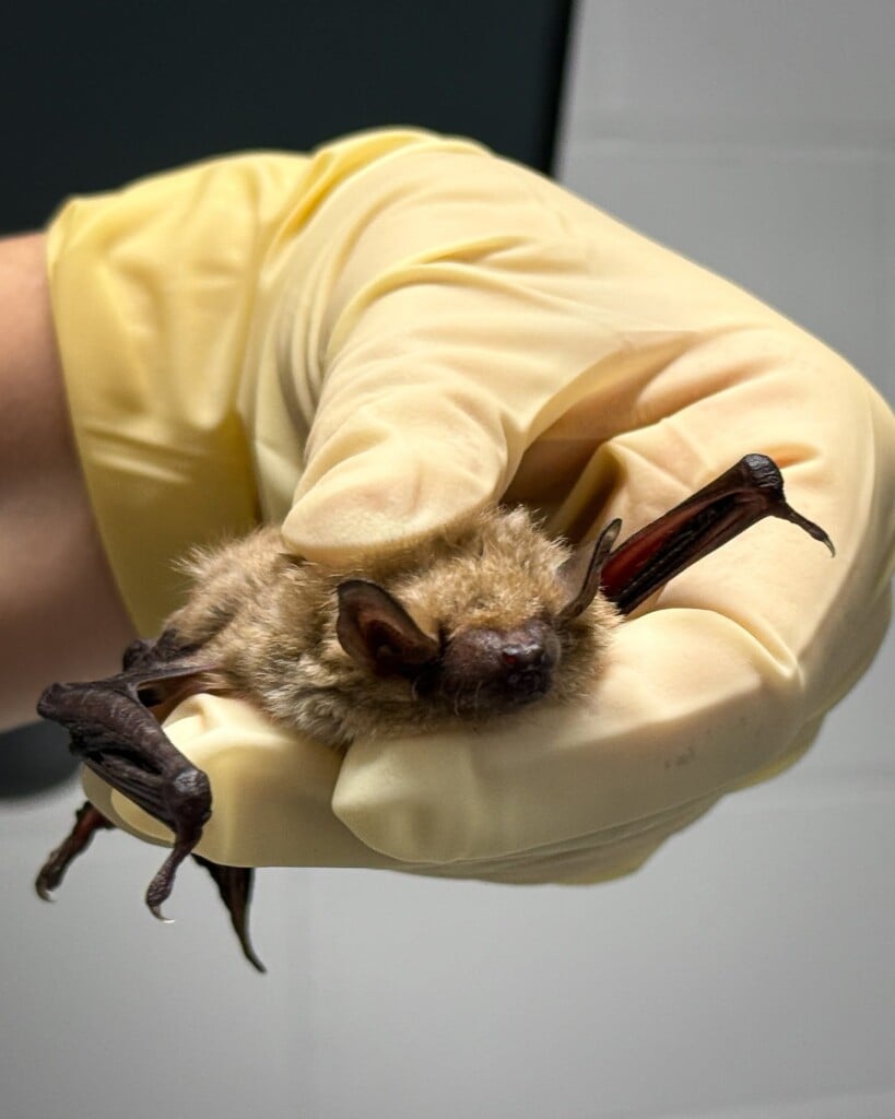 NWR bat