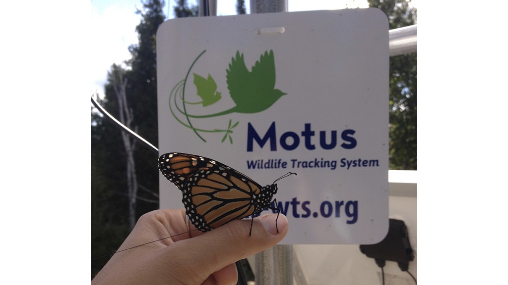 Monarch Butterfly With Motus Transmitter By Grace Pitmanface