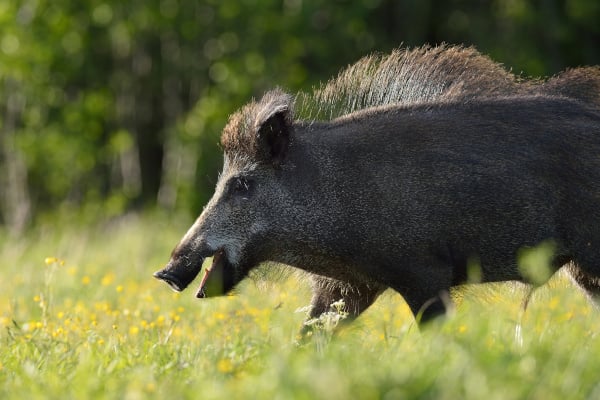 Wild Boar Walking In The Meadow