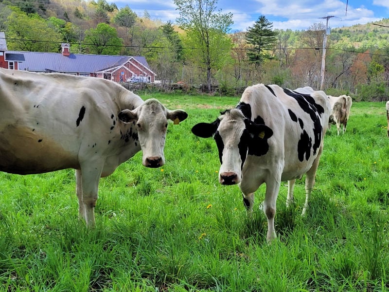 Stonewall Farm Cows