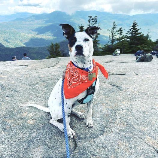 New Hampshire Humane Society NH Business Review