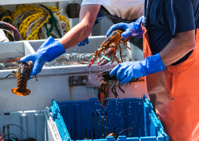 Live Maine Lobsters Being Sorted On A Fishing Boat