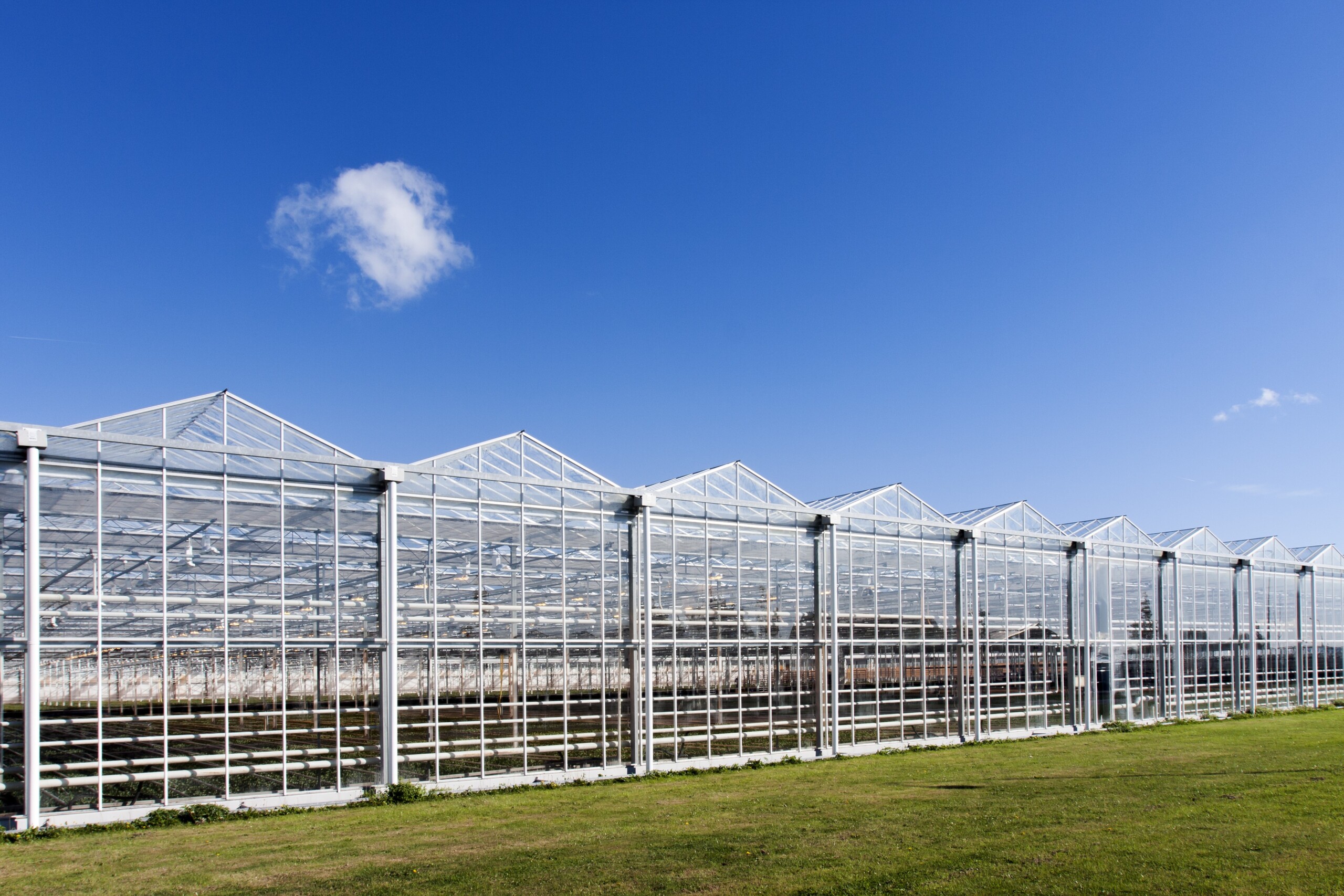 Greenhouse agriculture blooming in Berlin - NH Business Review - Vimarsana News