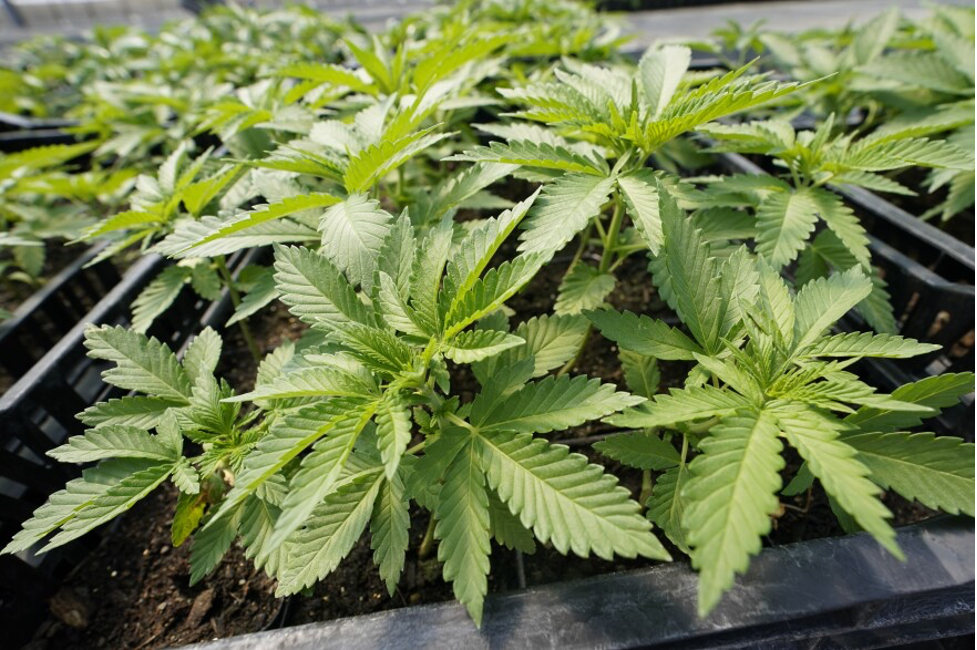 Cannabis