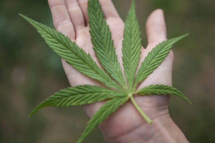 Cannabis Legalization