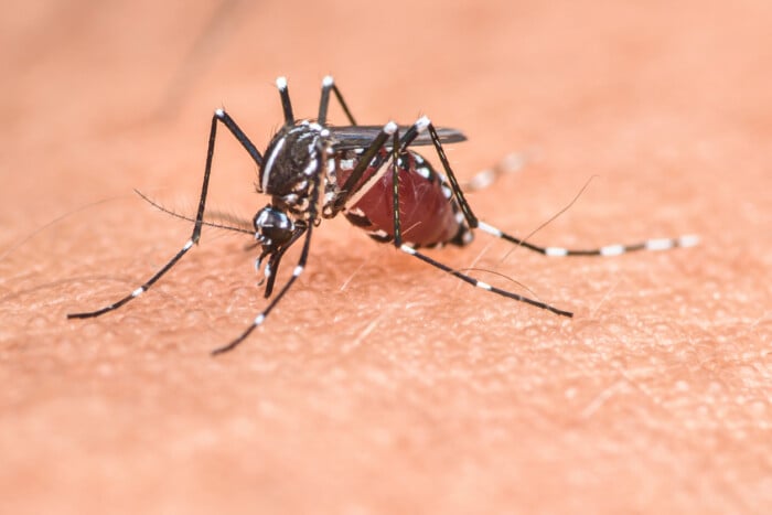 Mosquito Sucking Blood On Human Skin