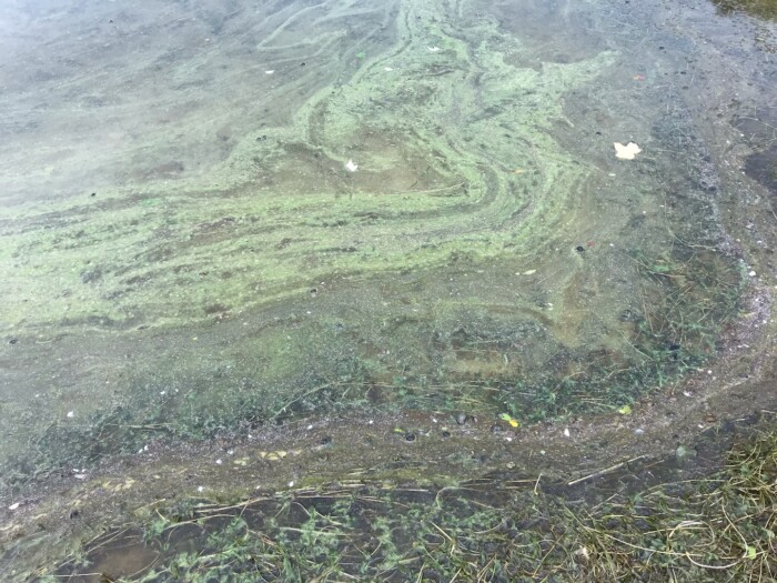 Cyanobacteria