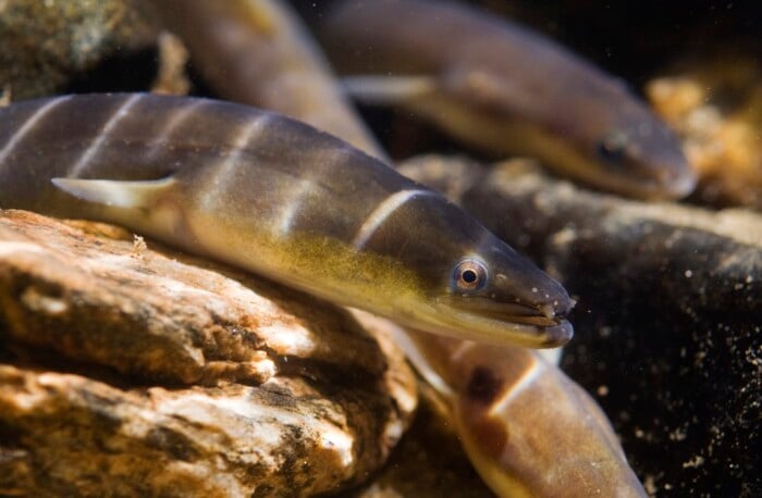 American Eel