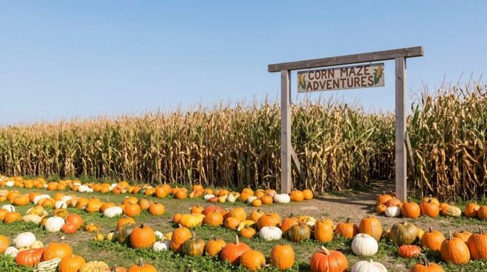 Pumpkin Patch Entrance With Wooden Corn Maze Adventures Sign. Harvest Pumpkins And Gourds Scattered Before A Tall Maize Field. Autumn Agritourism And Halloween Attraction