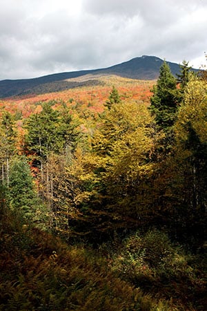 There’s Green In New Hampshire’s Forest - Nh Business Review