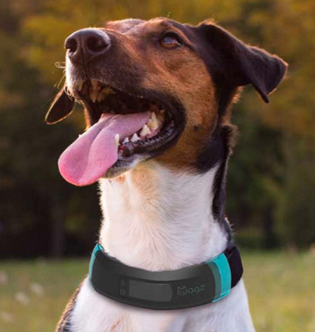 Wagz dog clearance collar