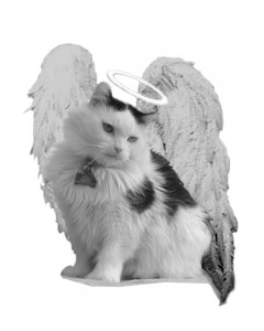 The Power of Angels, Kitty Angels Fundraiser @ Treasures Antiques, Collectables & MORE! | | |