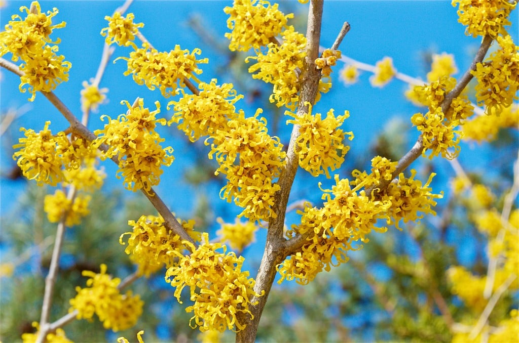 13 Vernal Witch Hazel Flowers