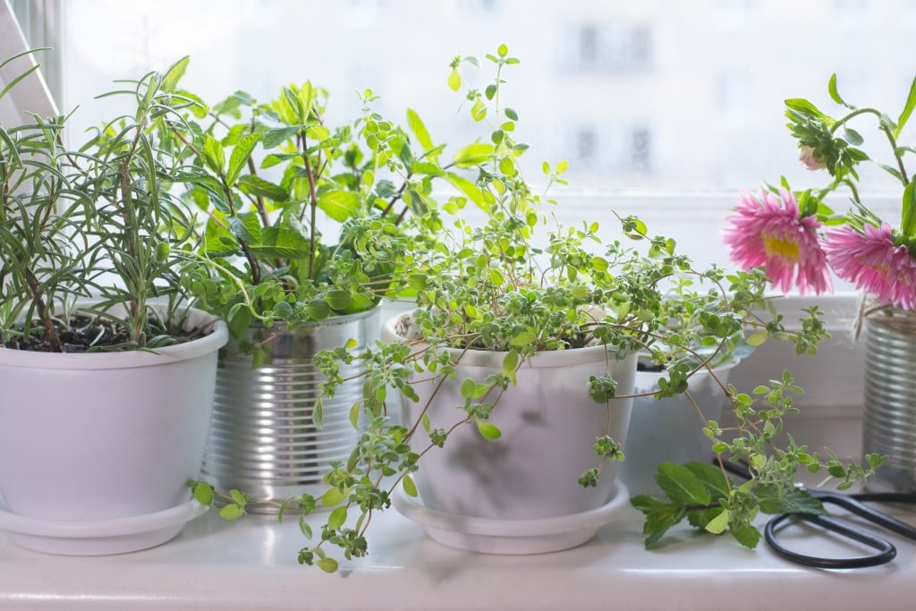 Pots With Aromatic Herbs