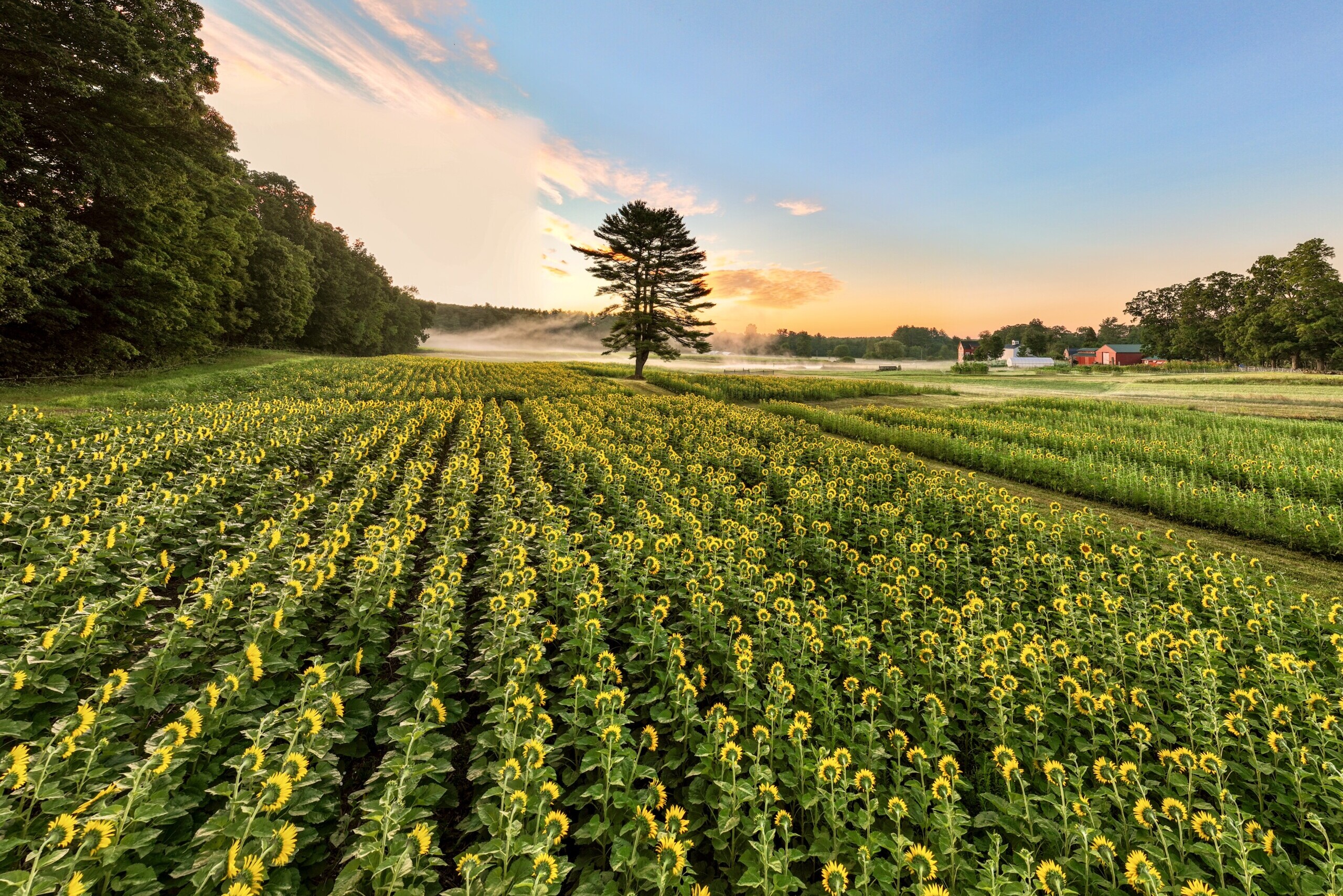 Sunflower Daze New Hampshire Home Magazine