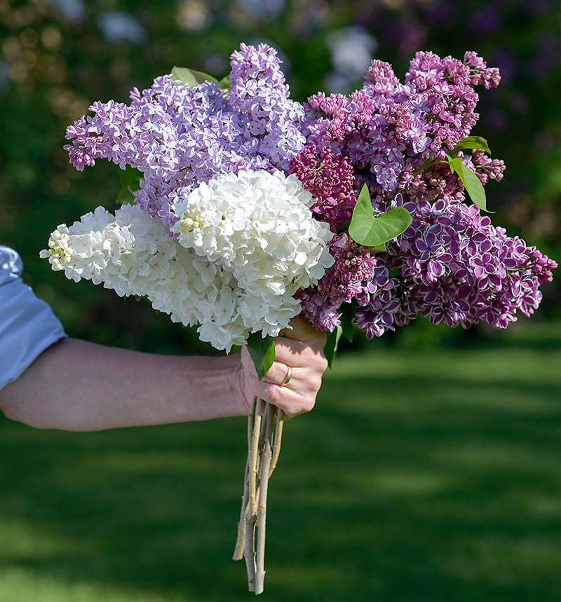 Wedgewood blue lilac