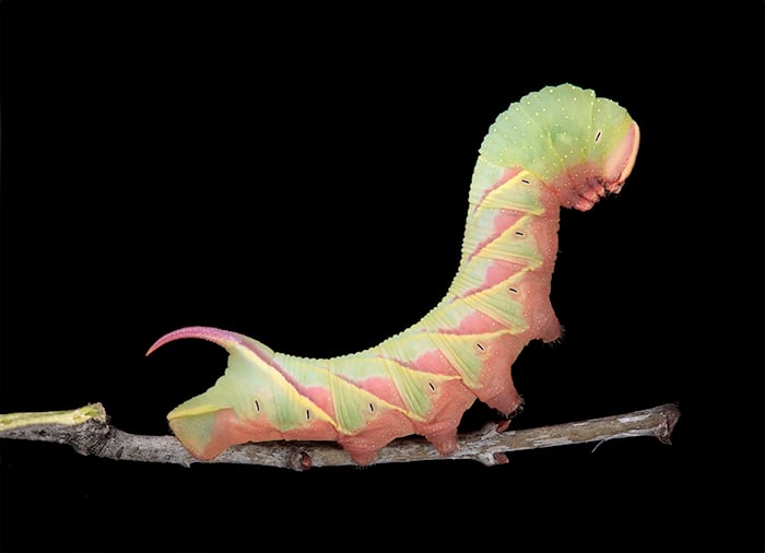 Caterpillarlead