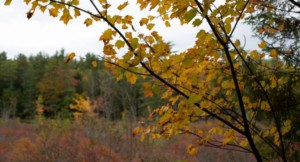 5 Hikes in 5 Weeks @ Merrimack River Outdoor Education and Conservation Center | Concord | New Hampshire | United States