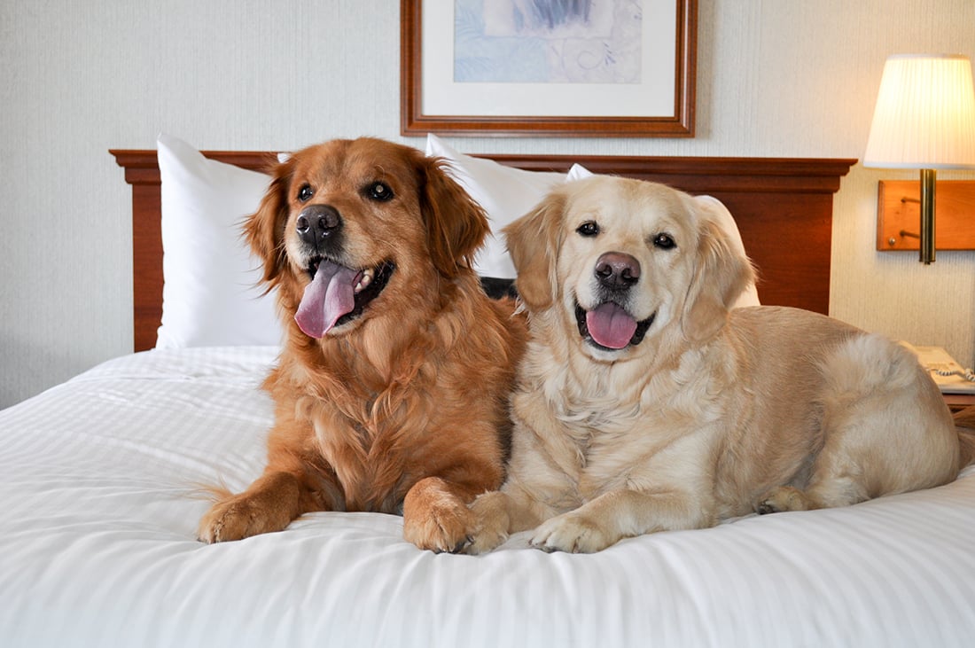 Can Hotels Charge For Service Dogs
