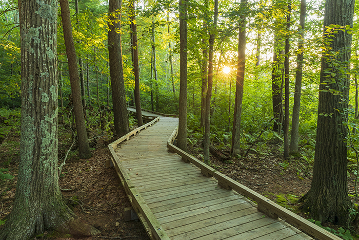 słońce świeci między drzewami na promenadzie w Great Bay Discovery Center w Grenlandii, New Hampshire.