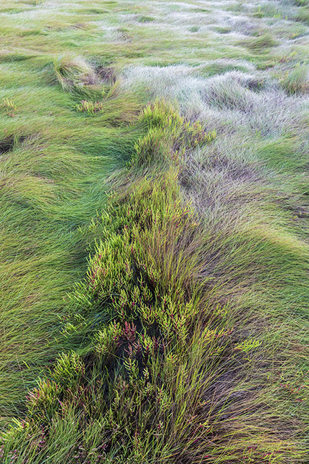 Salt Marsh Detalje nær Moody punkt på Natur Conservancy s Lubberland Creek bevare i Nymarket, ny Hampshire.'s Lubberland Creek Preserve In Newmarket, New Hampshire.