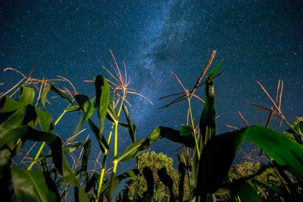 Bottom View Of Night Starry Sky With Milky Way From Green Maize Corn Field Plantation In Summer Agricultural Season. Night Stars Above Cornfield