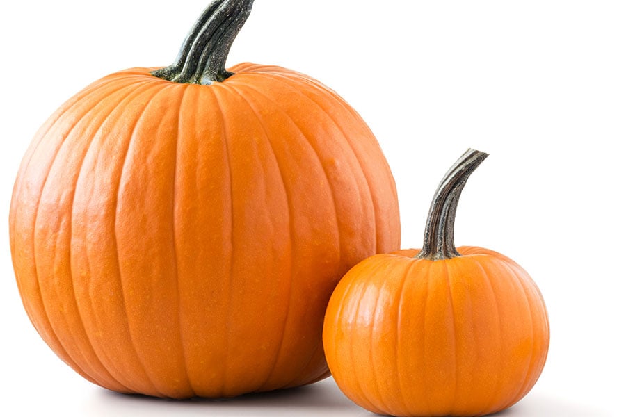 Pumpkin32