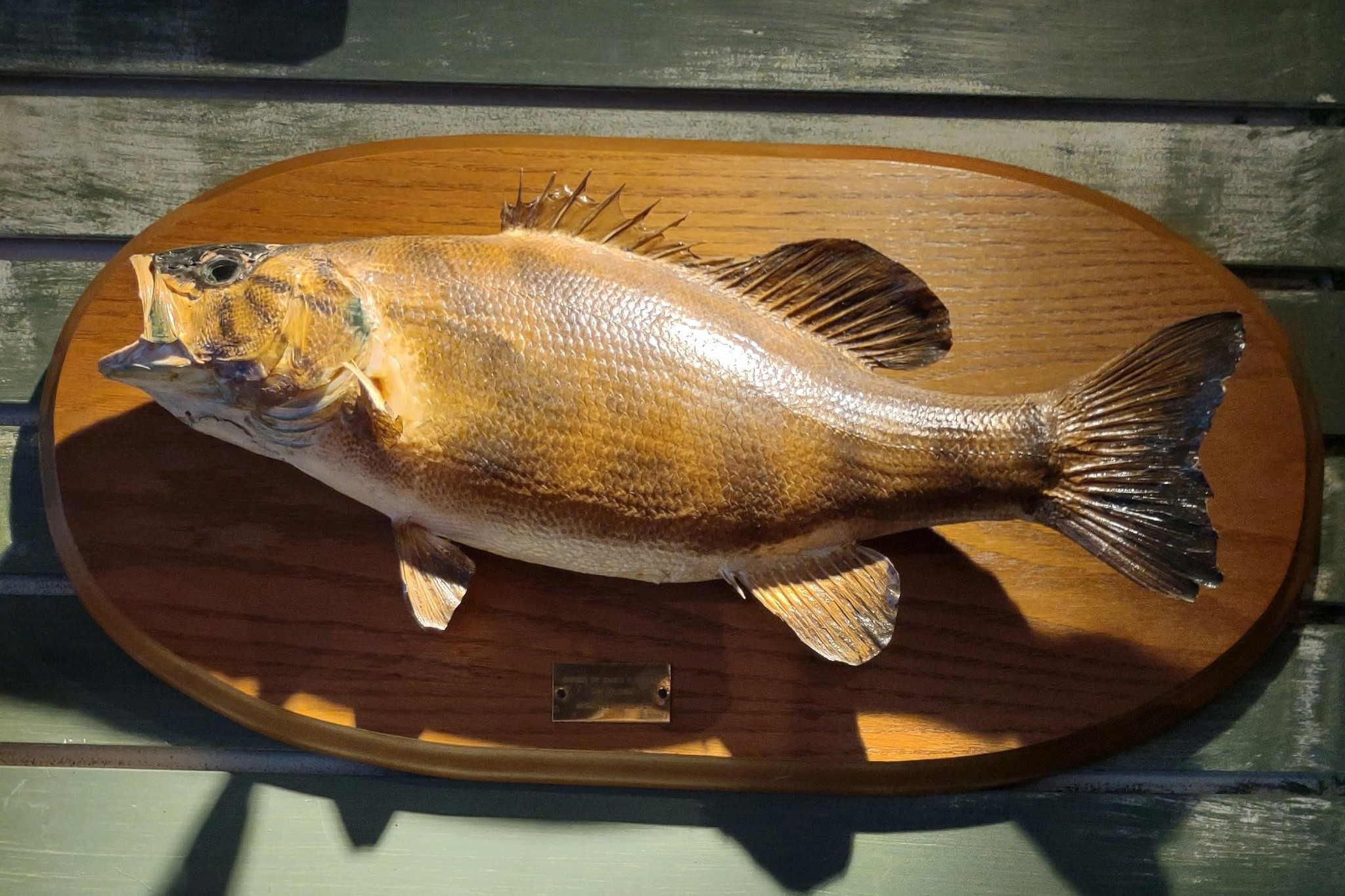 biggest-fish-ever-caught-in-merrymeeting-lake-new-hampshire-magazine