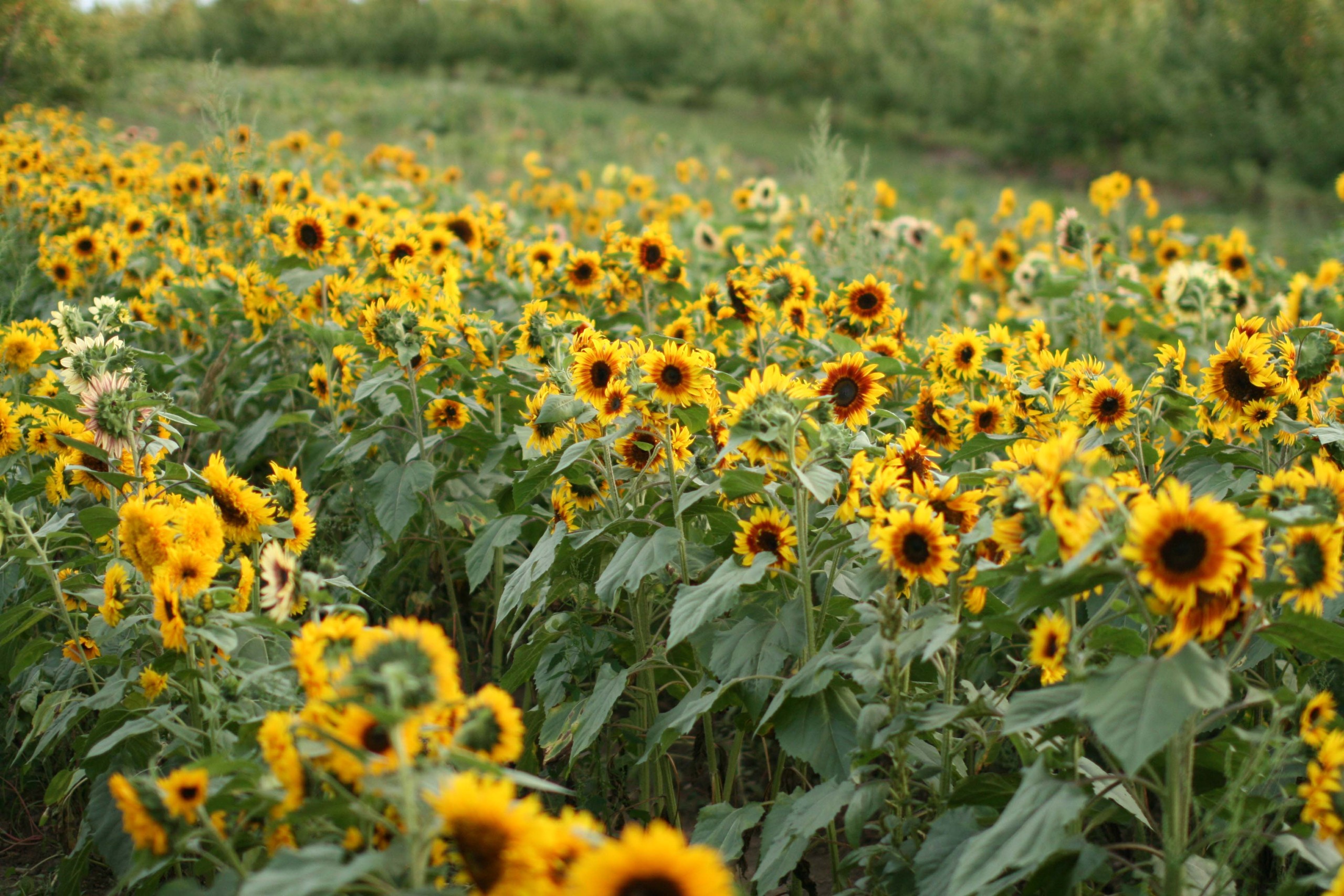 I’ll Follow the Sun (flowers) New Hampshire Magazine