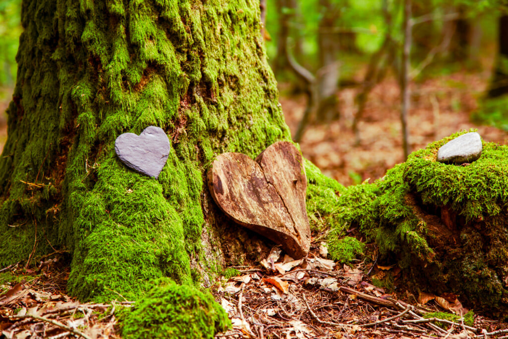 Funeral Heart Sympathy. Funeral Heart Near A Tree. Natural Burial Grave In The Forest. Heart On Grass Or Moss.