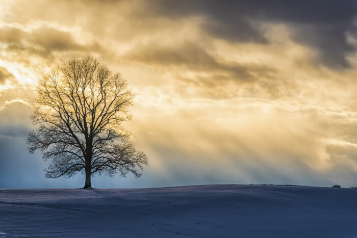 Tree 12 16 17 89