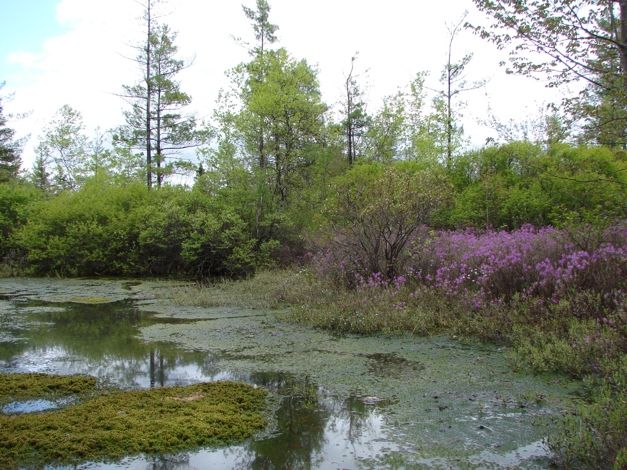 Best Places: Bogs - New Hampshire Magazine