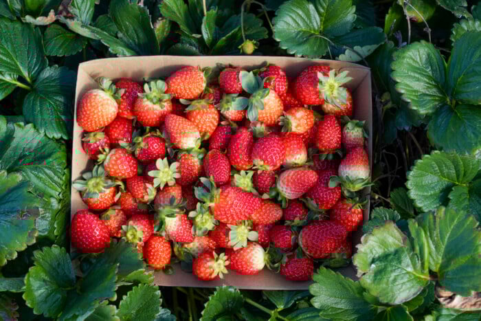 Fresh Strawberries In A Box At A Farm